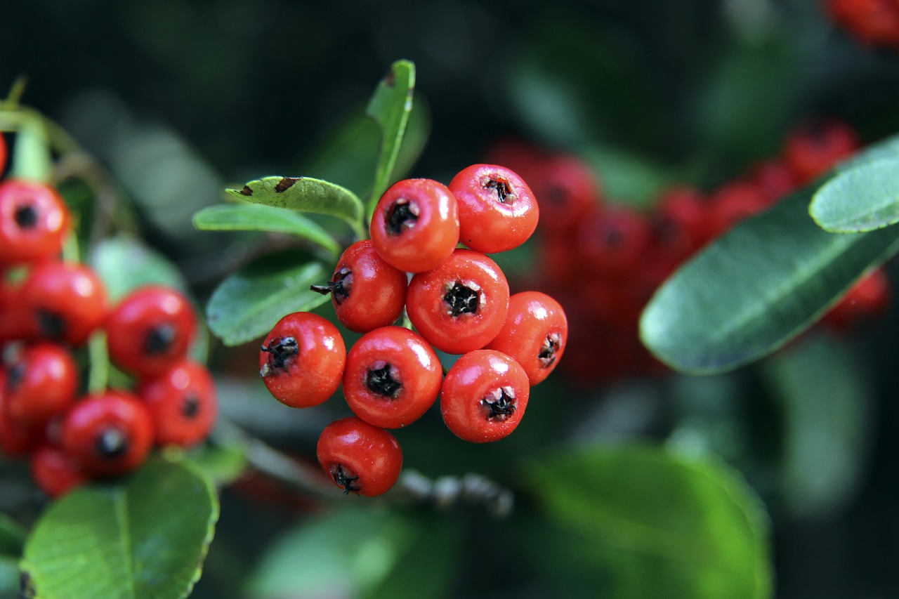 高级货！曼联有意埃德森，而亚特兰大标价至少6000万欧元.